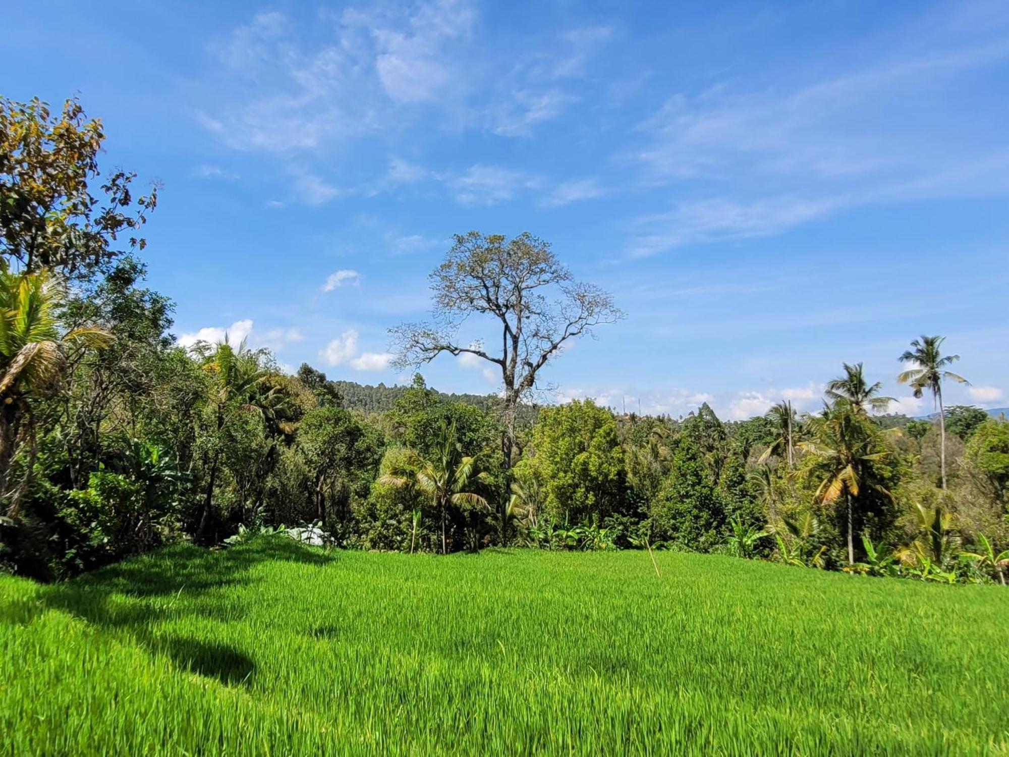 Appartamento Umah Yugadi Bali Munduk Esterno foto